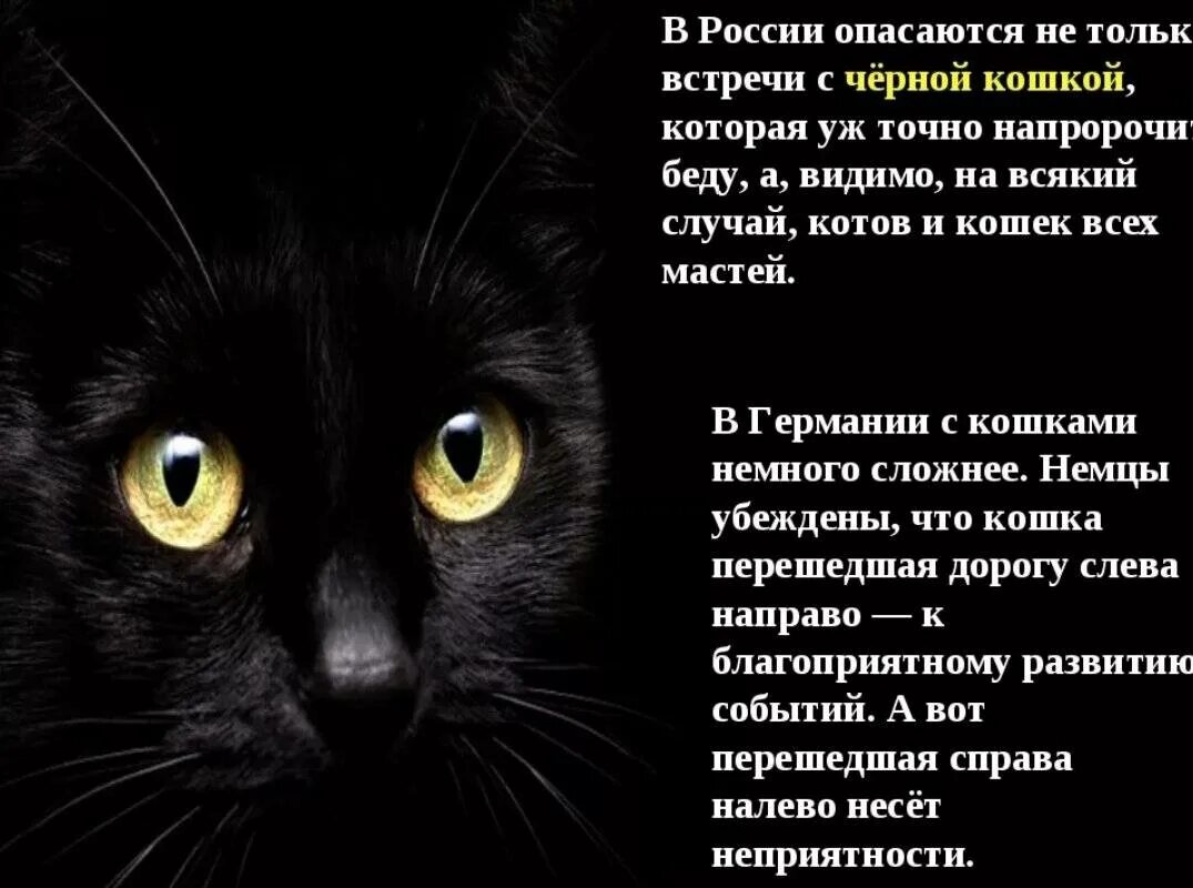 К чему снятся кошки женщине много. Черный кот примета. Приметы про черных кошек. Черная кошка примета. Приметы о чёрных кошках.