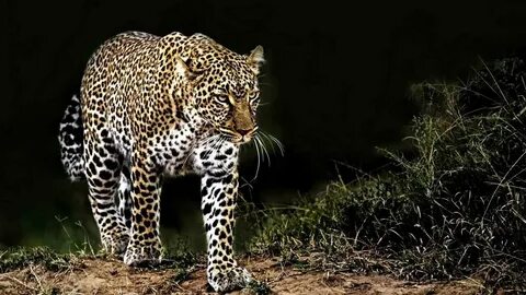 Diverse wildlife