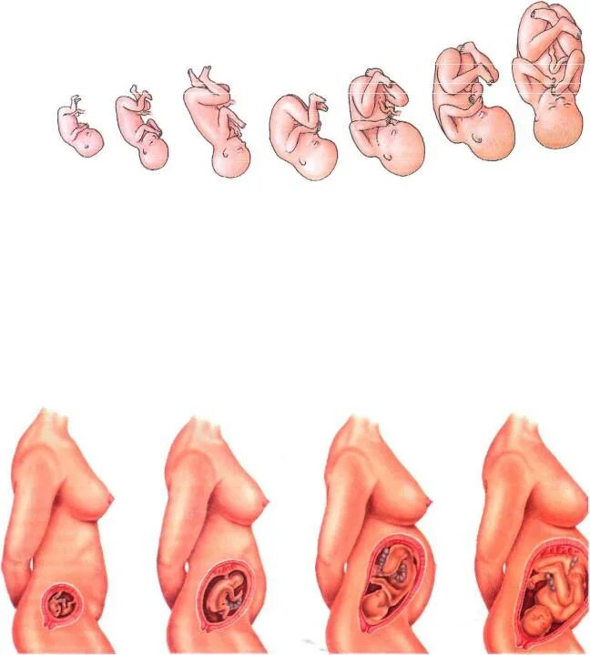 Этапы развития плода. Расположение ребёнка в утробе матери. Стадии развития человека в утробе. Зародыш человека по неделям.