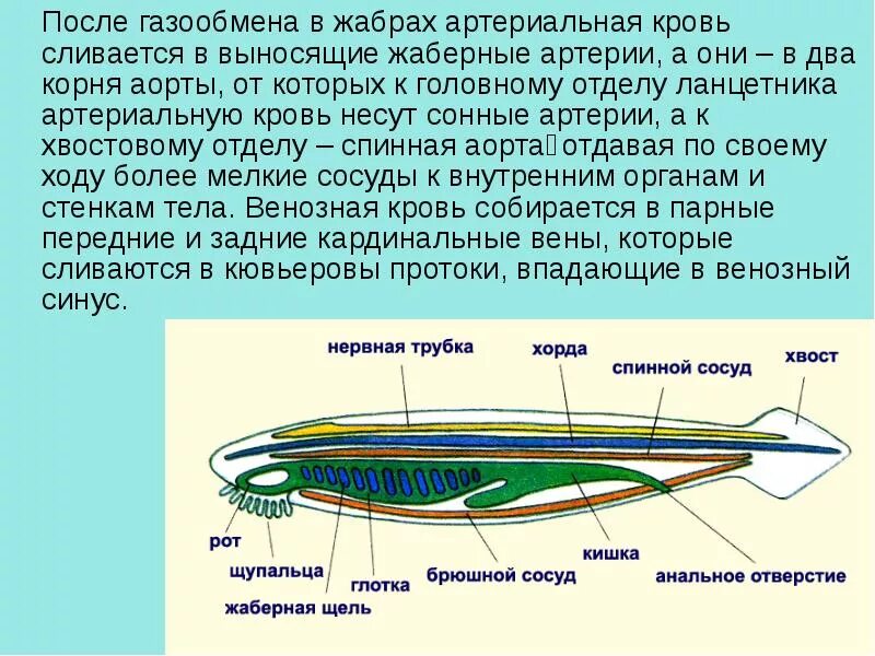 Артериальная полость ланцетника. Нервная система ланцетника 7 класс. Дыхательная система ланцетника схема. Дыхательная система хордовых ланцетник.