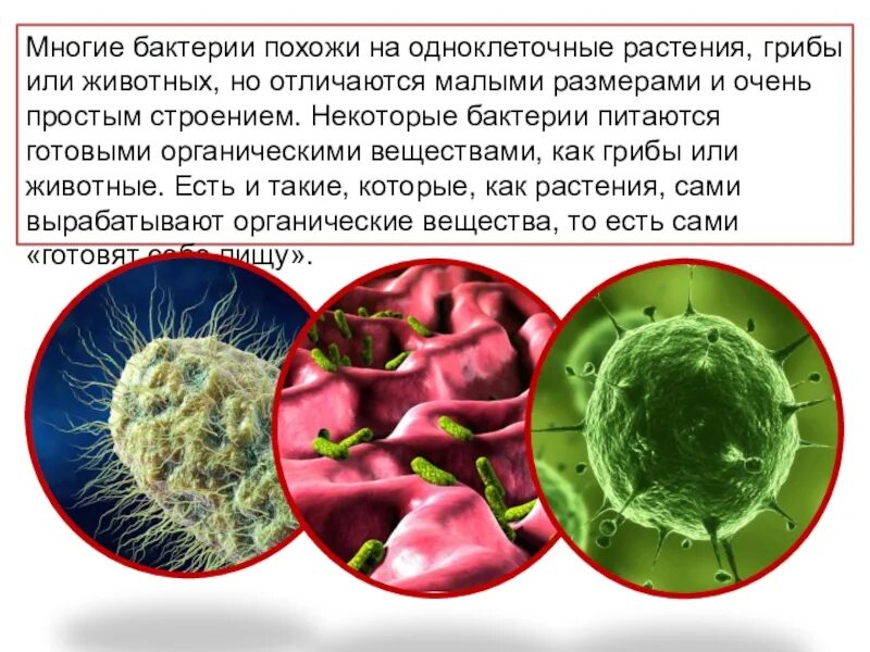 Бактерии грибы питаются готовыми органическими веществами