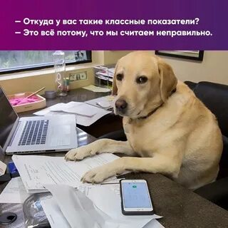 День работаю как собака