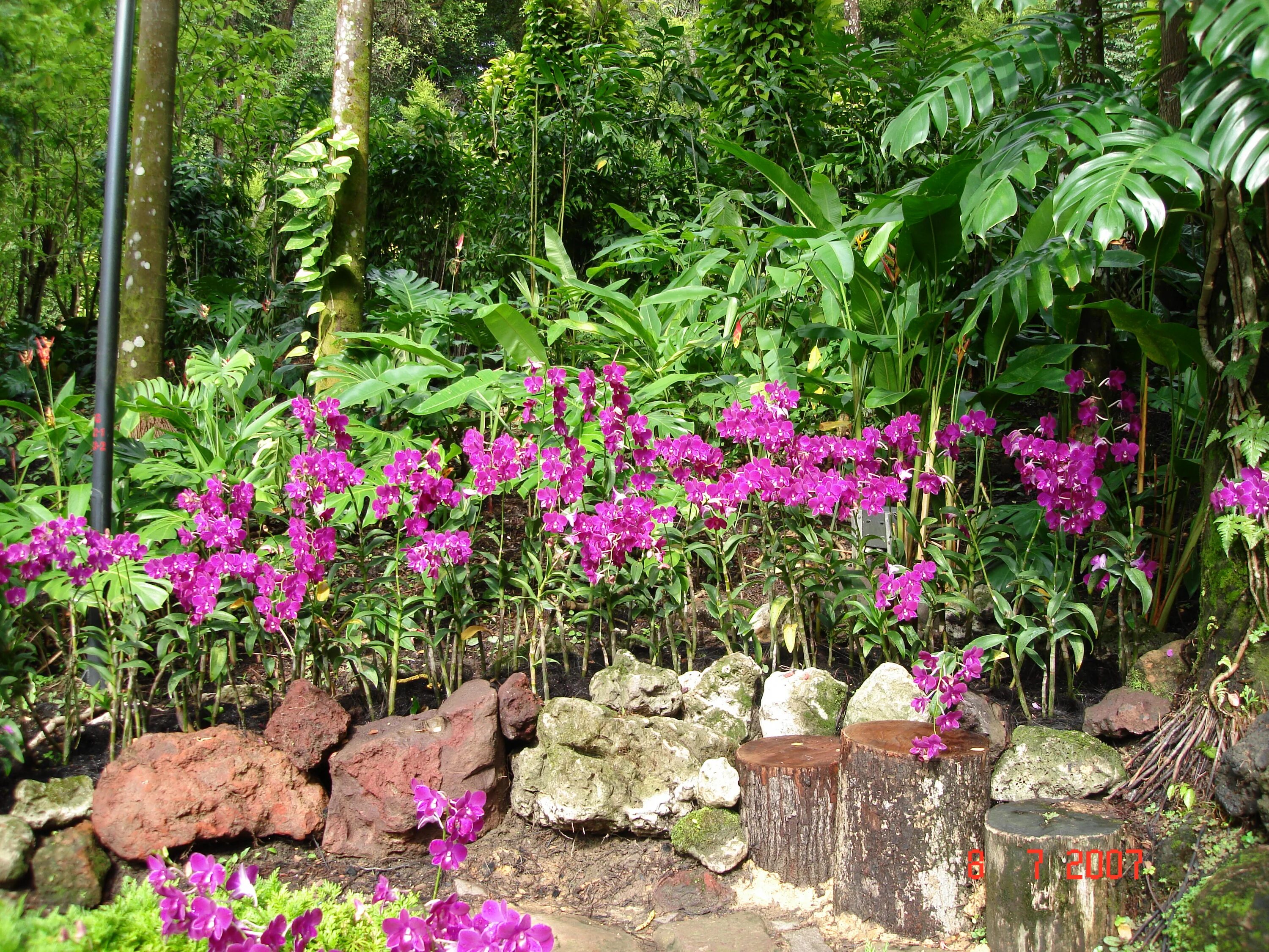 Тайская деревня и сад орхидей пхукет. Орхидеи в природе. Ионопсис. Orchid garden. Orchid show.