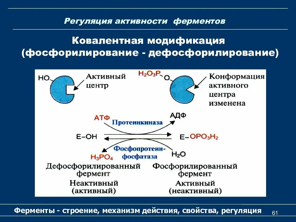 Ферментами являются соединения. Регуляция ферментативной активности биохимия. Регуляция активности ферментов схемы. Структура фермента, регуляция активности ферментов.. Регуляция изменения активности ферментов.