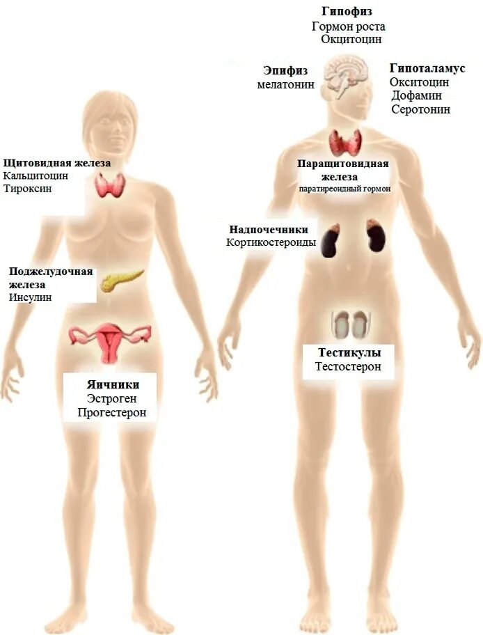 Гормон роста и гормоны щитовидной. Органы мишени эндокринной системы. Гормоны гипофиза и органы мишени. Органы мишени половых гормонов. Органы мишени железы внутренней секреции.