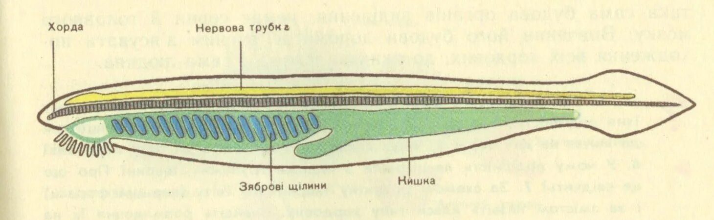 Центральная нервная система ланцетника. Внешнее строение ланцетника. Хорда ланцетника. Нервная система хордовых схема.