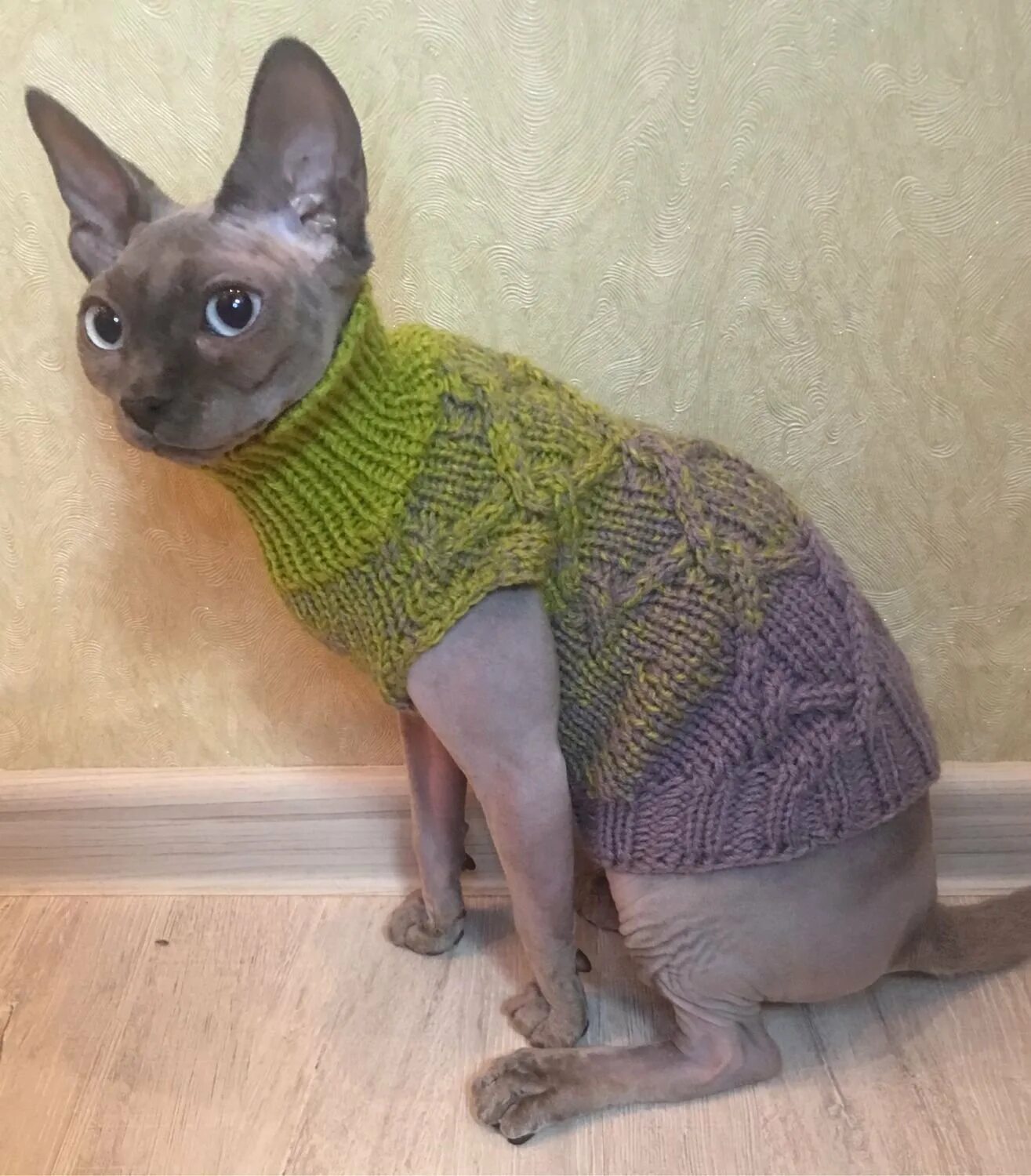 свитер для кошки. кофточки для кошек. сфинкс в свитере. кофта для сфинкса спицами. свитер для кошки.