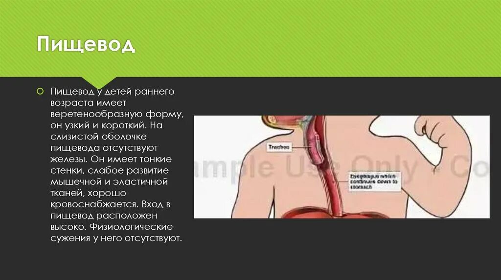 Пищевод у детей. Пищевод у детей раннего возраста имеет форму. Особенности пищевода у детей раннего возраста. Афо пищевода ребенка раннего возраста. Характеристика пищевода у детей раннего возраста.