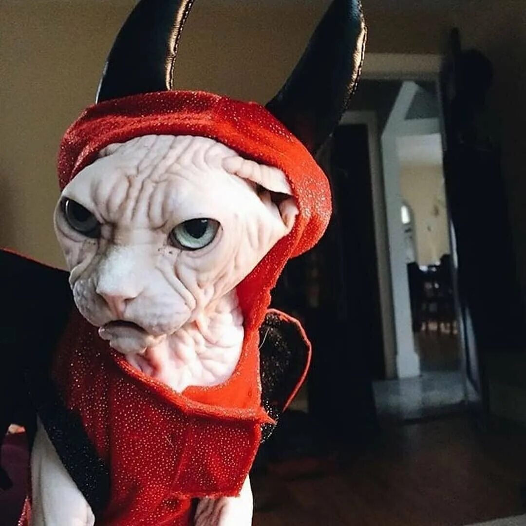 Кот в костюме дьявола. Кошка с рогами. Сфинкс в новогоднем костюме. Лысые коты в костюмах. Смешные коты 2024