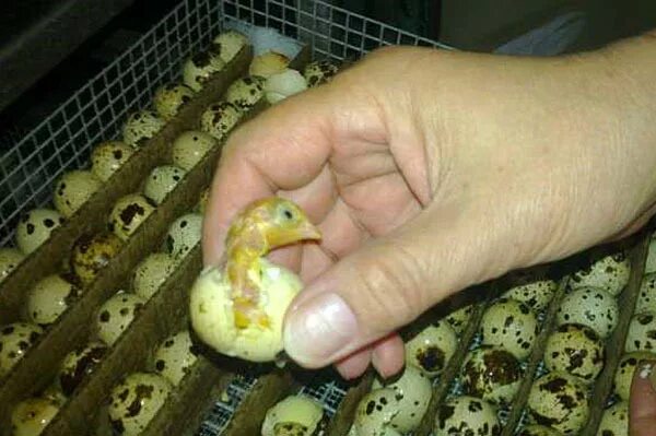 Инкубация перепелиных яиц овоскопирование. Можно ли цыплятам помогать вылупляться из яиц. Дней. Яйцо цыпленок. Как вылупляются цыплята.