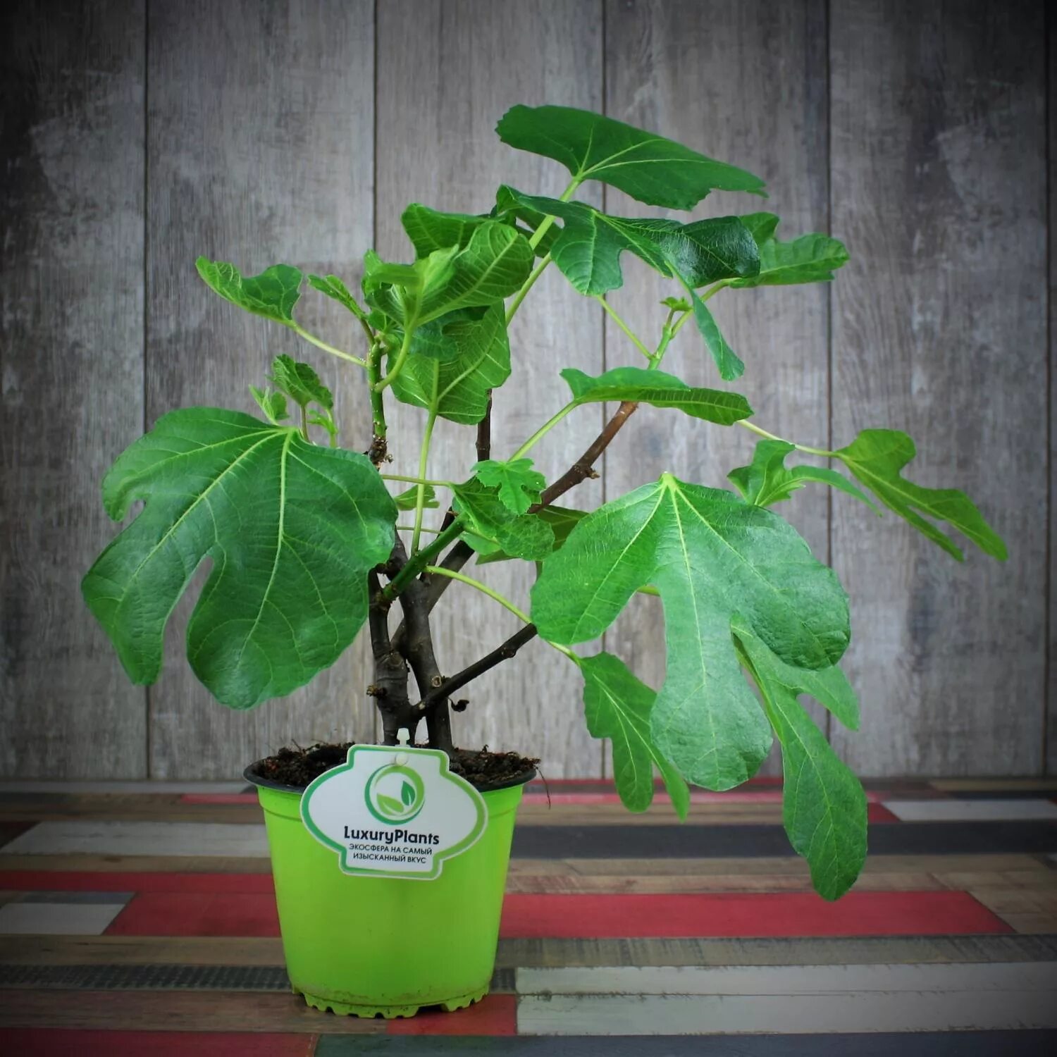 Инжир комнатный. Домашний инжир цветы. Инжир обыкновенный комнатный. Инжир на кавказе. Инжир растение горшечное.