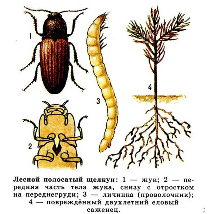 В какой среде обитания вредят личинки щелкуна. Жук-Щелкун проволочник. Проволочник это личинка жука-щелкуна. Щелкун полосатый (проволочник). Личинки Жуков Щелкунов проволочники.