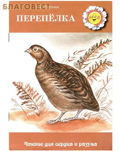 Капалуха астафьев читательский дневник. Тургенев Перепелка иллюстрации. Тургенев Перепелка. Тургенев Перепелка картинки.