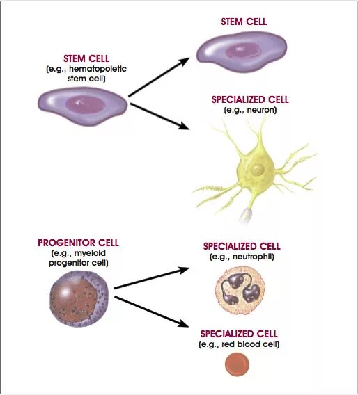 Different cells