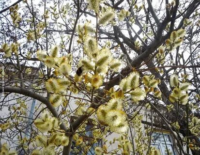Пышно верба зацвела