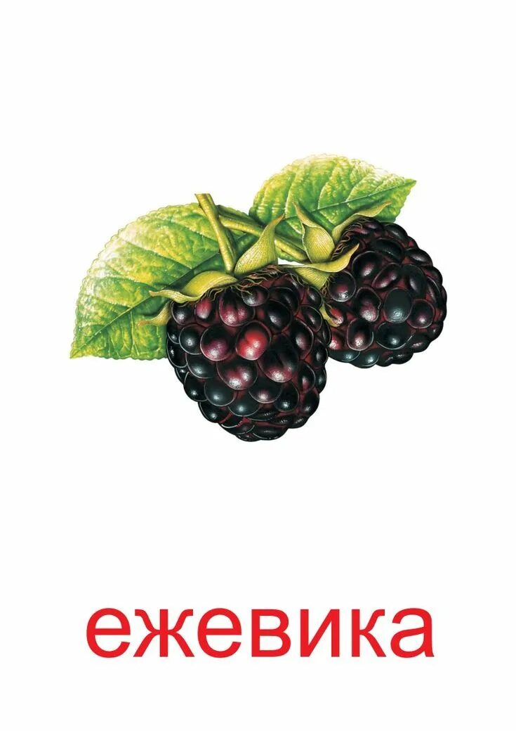 Карточки Домана Лесные ягоды для детей. Ягоды картинки для детей. Ежевика картинка для детей. Ягоды картинки для детей дошкольного возраста