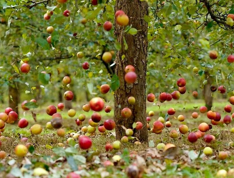 Яблоки под яблоней. Падалица яблок. Фруктовые деревья для сада. Падающее яблоко. Плод яблони.