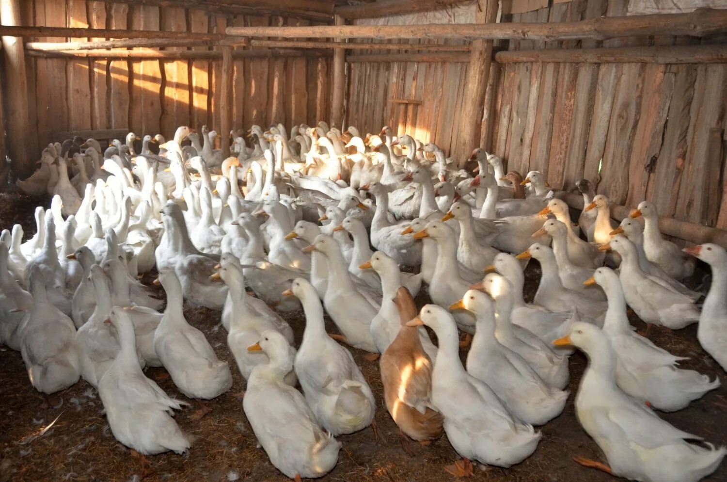 Какую птицу выгодно