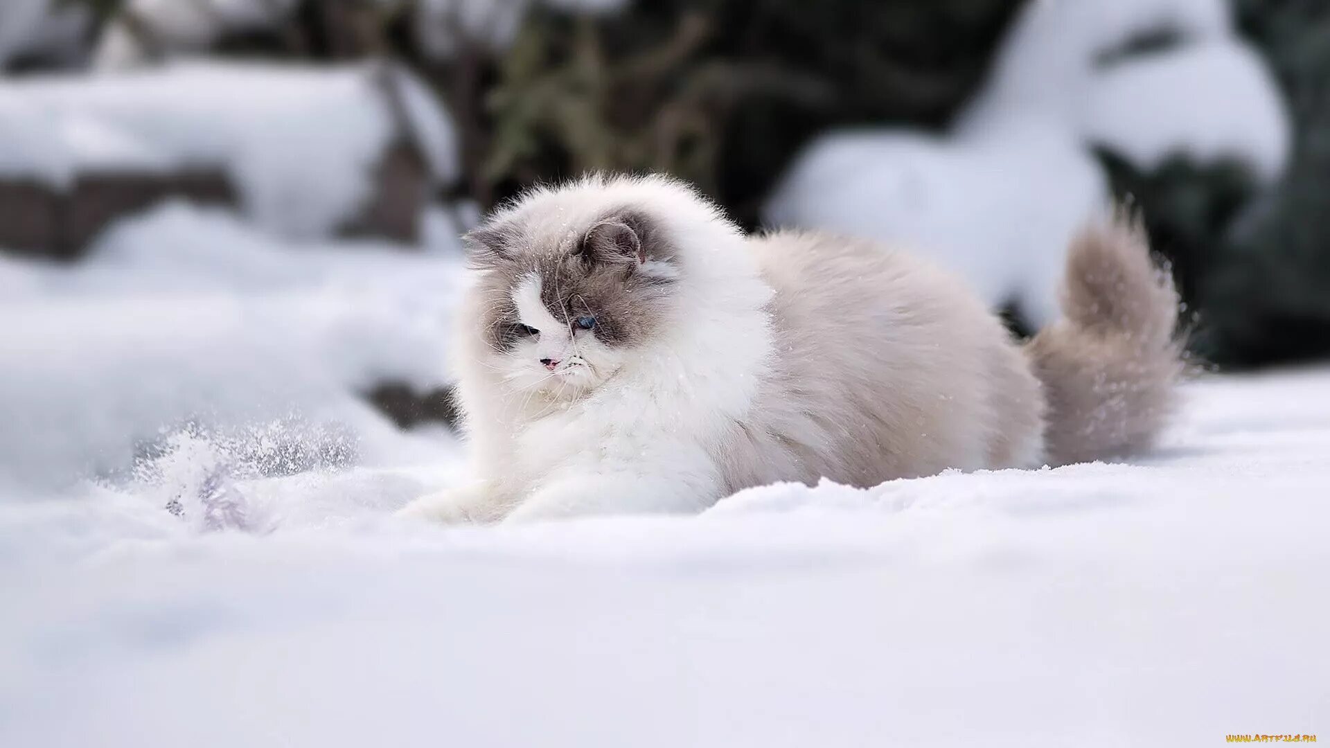 Животное снежок. Аляскинский Сноу Кэт. Рэгдолл вислоухий. Рэгдолл кошка. Рэгдолл серый.