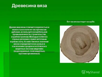 Древесина отличается особой прочностью и долговечностью
