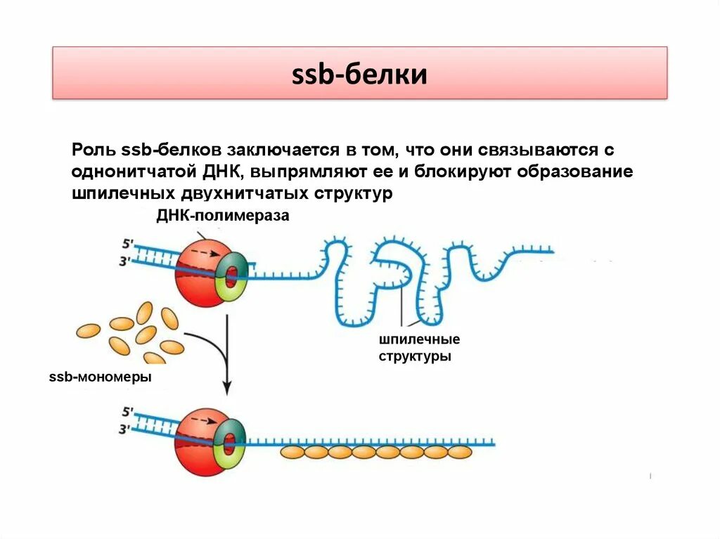 ДНК-хеликаза,SSB-белки,. SSB белки прокариот. SSB белки на ДНК. Репликация SSB белки.