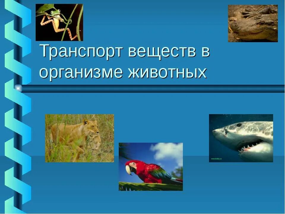 транспорт веществ у растений таблица биология 6. транспорт веществ у растений. перемещение веществ у одноклеточных организмов. транспорт веществ у одноклеточных животных. транспорт питательных веществ в организмах.