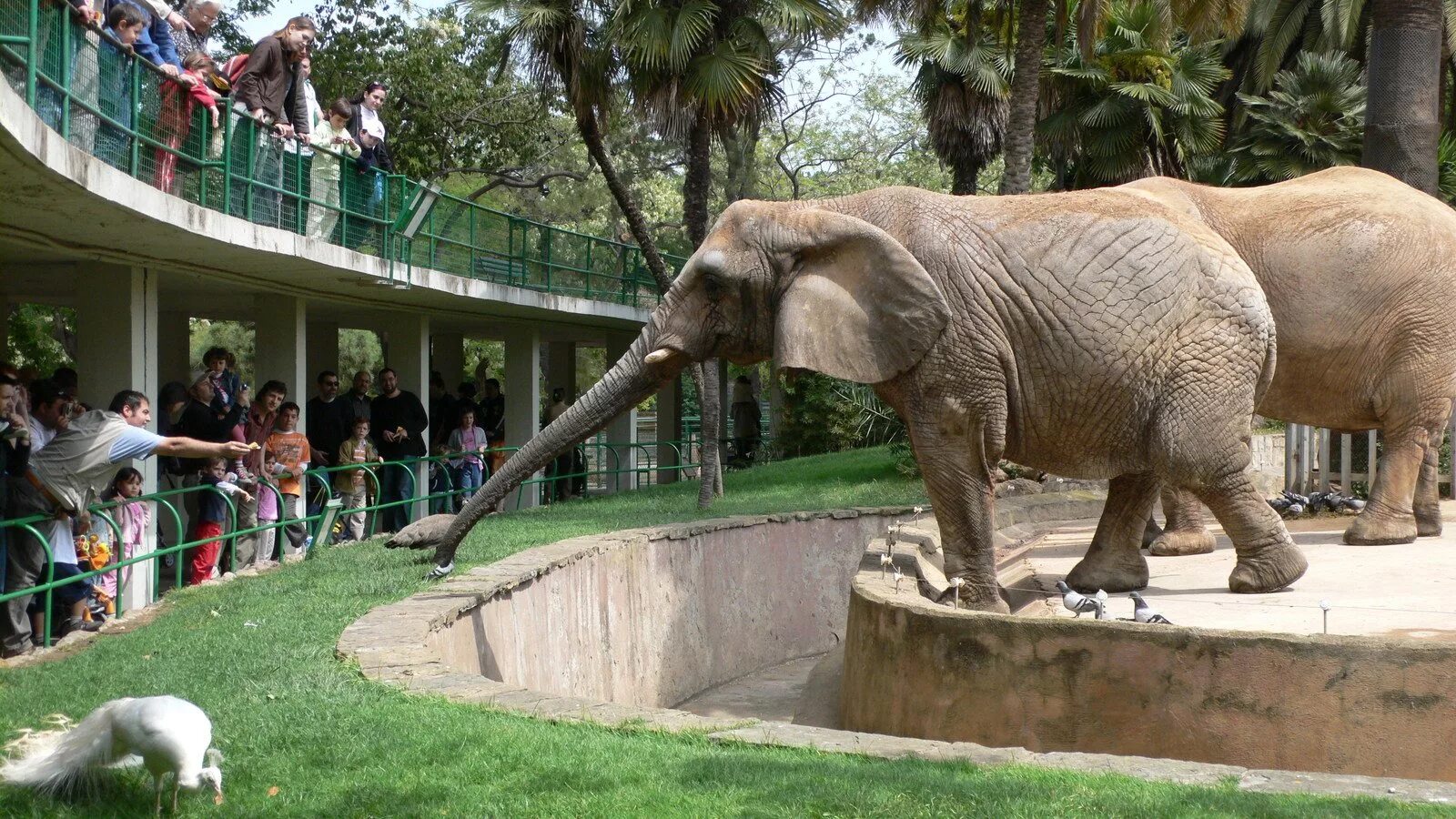 Zoo animals park. Зоопарк Барселоны. Зоологический парк Барселоны. Барселонский зоопарк достопримечательности. Зоопарк в Барселоне животные.