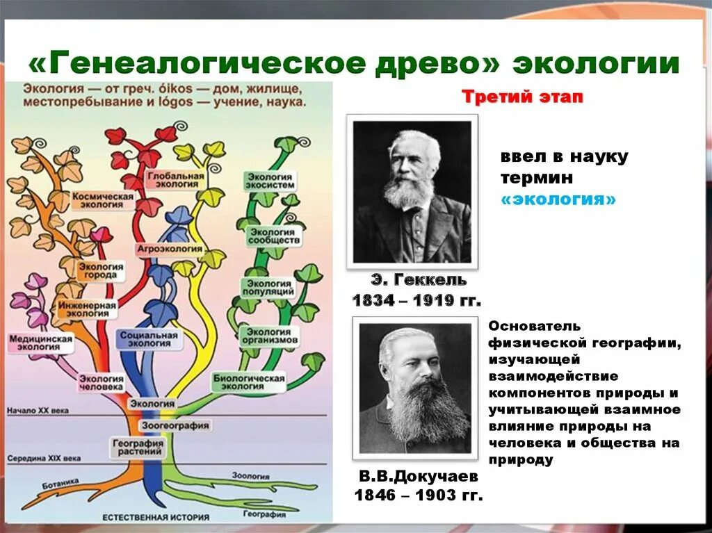 Этапы развития экологической науки. Э. Геккель термин «экология». Этапы формирования экологической науки. История развития природы. Исторические этапы экологии