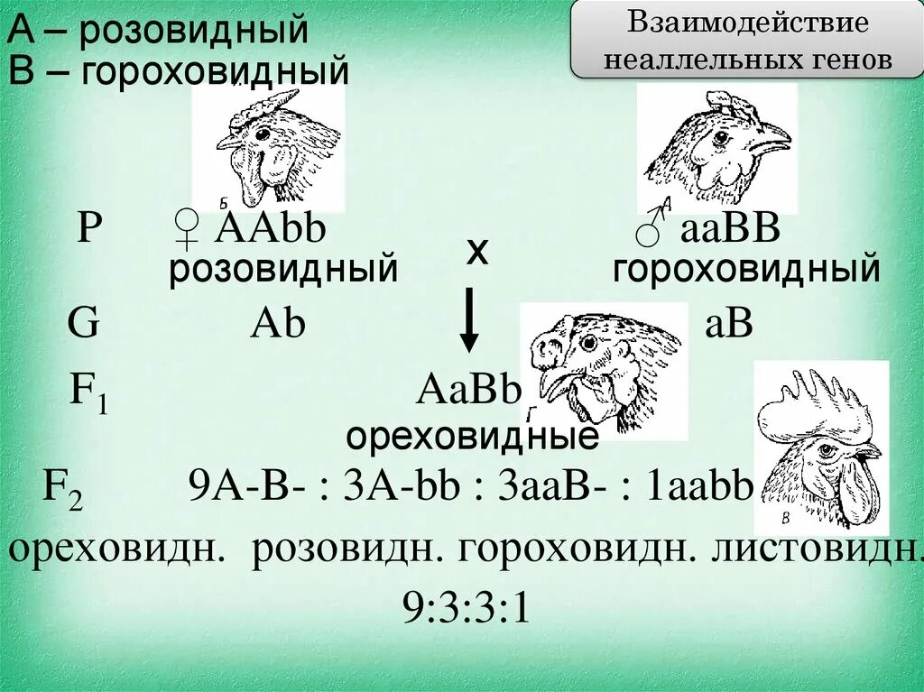 Взаимодействие генов презентация 10 класс. Взаимодействие неаллельных генов примеры. Комплиментарное взаимодействие неаллельных генов. Наследование гребня у кур при комплементарности. Кооперация взаимодействие неаллельных генов.