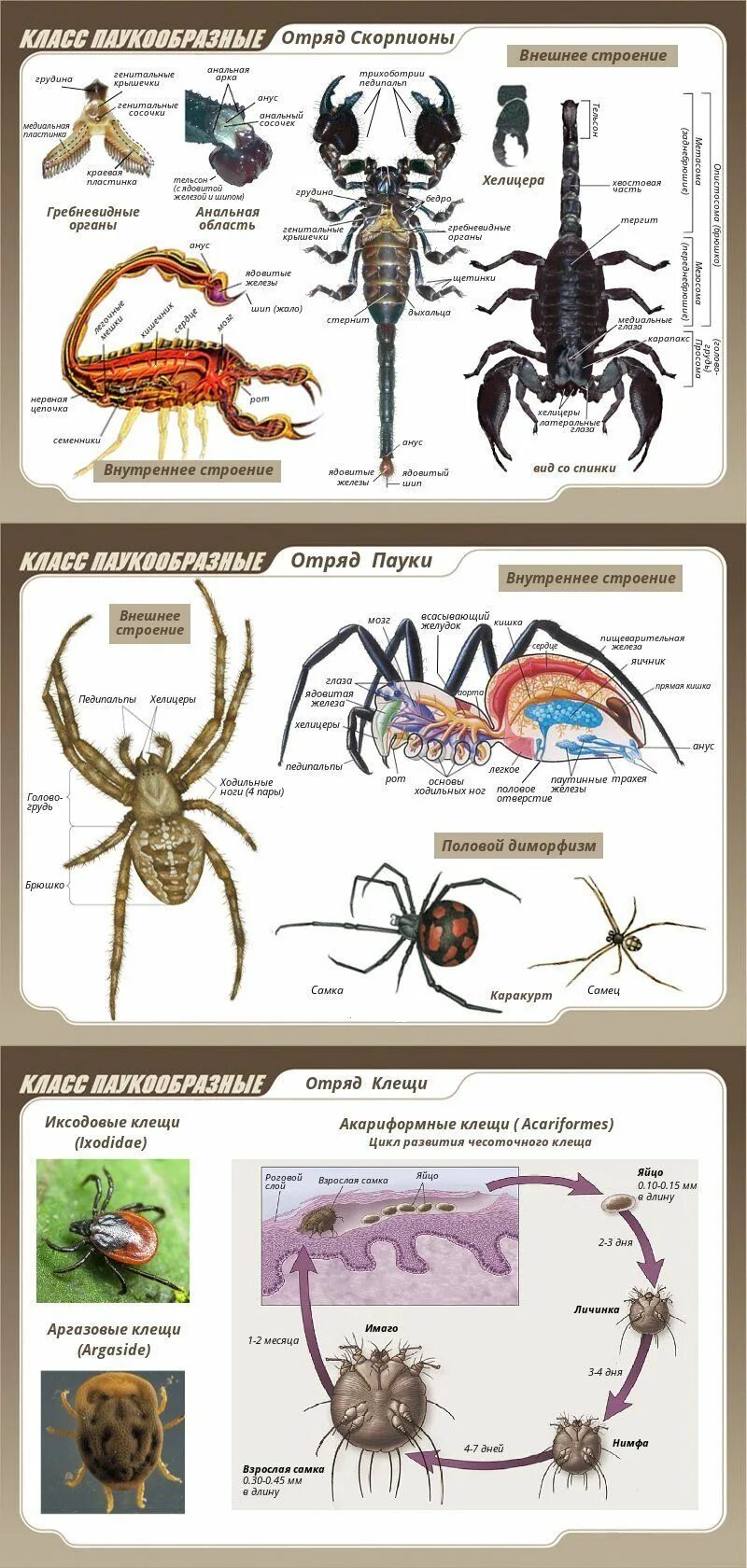 Установи соответствие между паукообразными и насекомыми. Членистоногие ракообразные паукообразные насекомые. Тип Членистоногие класс паукообразные класс. Тип Членистоногие представители. Представители членистоногих паукообразных.