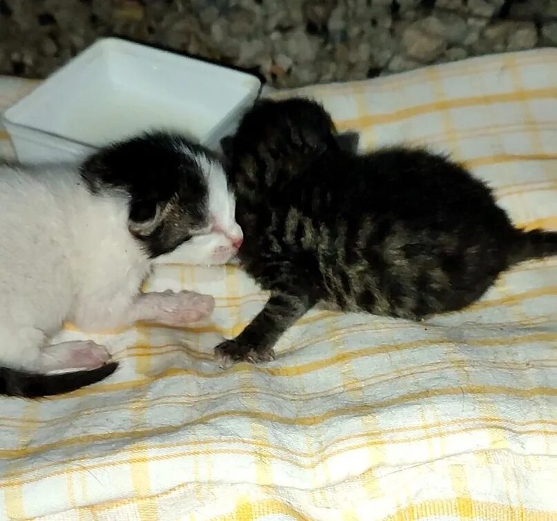 Маленькие котята новорожденные. Новорожденные котята сиамской кошки. Новорожденные котята. Маленькие котята новорожденные. Маленьких котят с закрытыми глазами.