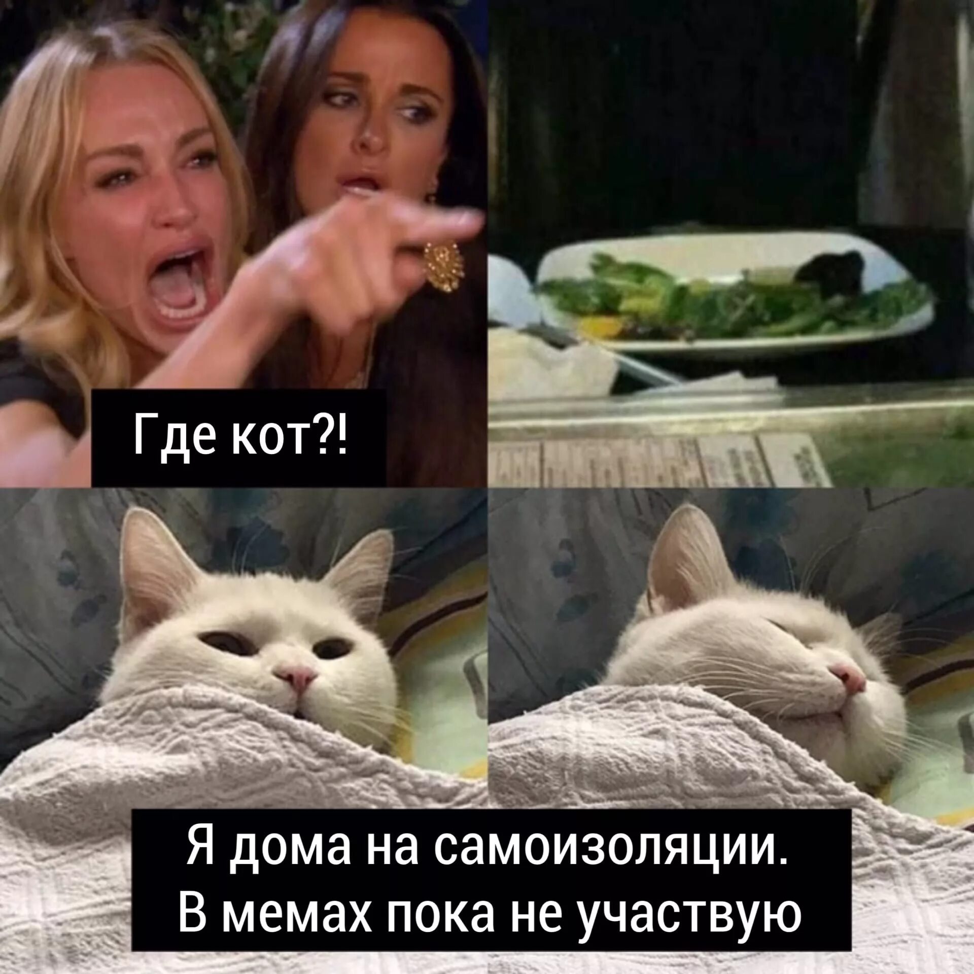 Мемы про котят. Мемы с котом. Мемы с кокотам. Кот Мем. Кот из мемы.