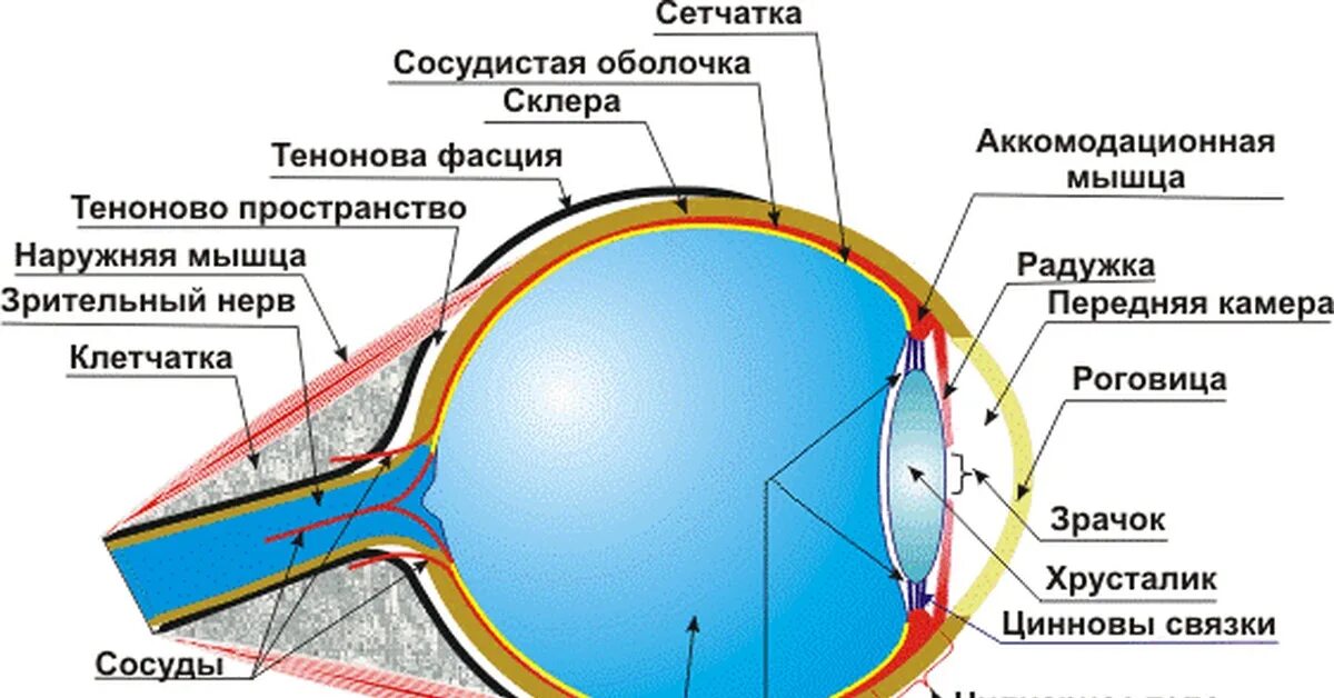 Расположение структур в оптической системе глаза В какой структуре глаза возникают нервные импульсы