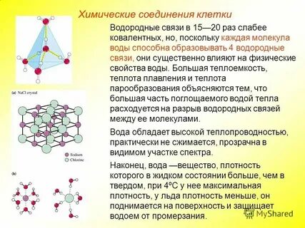 Органическое и неорганическое строение клетки