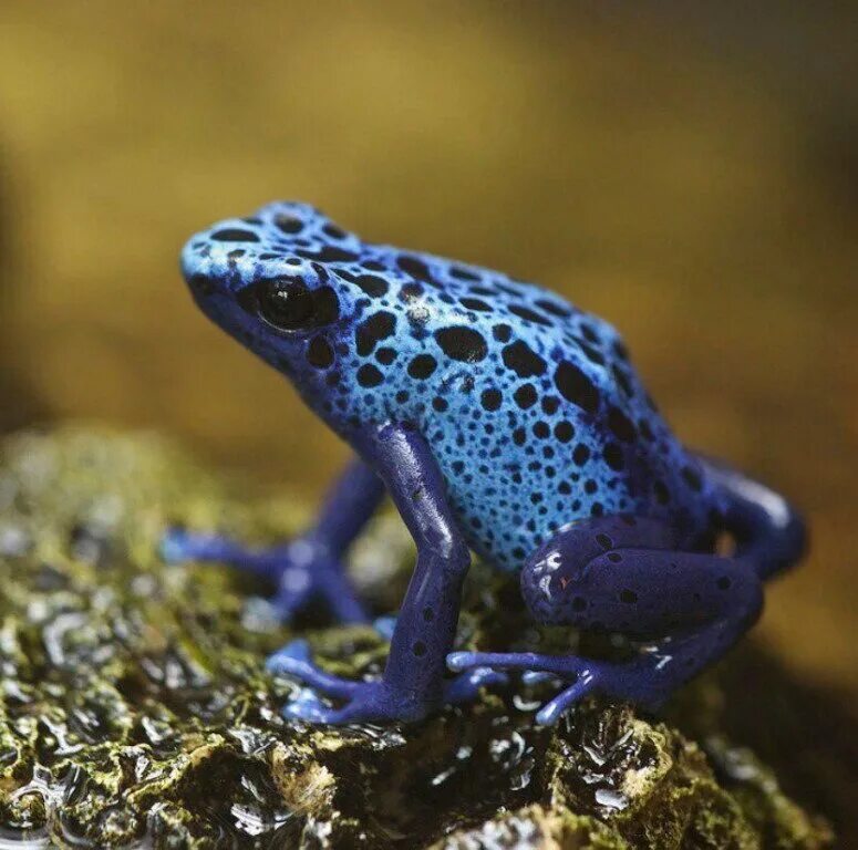 Shades of Prey: Can Color-blind Predators See Warning Colors? (With images) Pois
