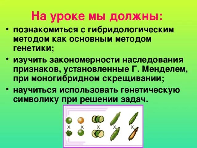 Закономерности наследования признаков моногибридное скрещивание. Гибридологический метод. Гибридологический метод генетики. Моногибридное скрещивание презентация. Закономерности наследования моногибридное скрещивание 10 класс