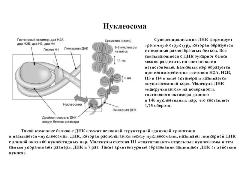 Связана с белками гистонами. Нуклеосомное строение ДНК. Функции нуклеосомы. Состав нуклеосом. Нуклеосома структура.