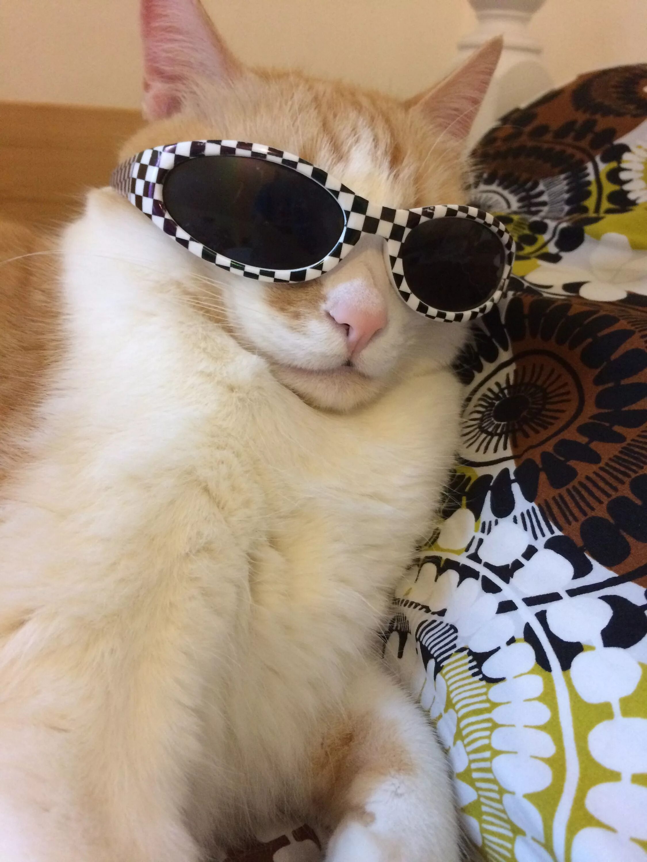 Cat meme