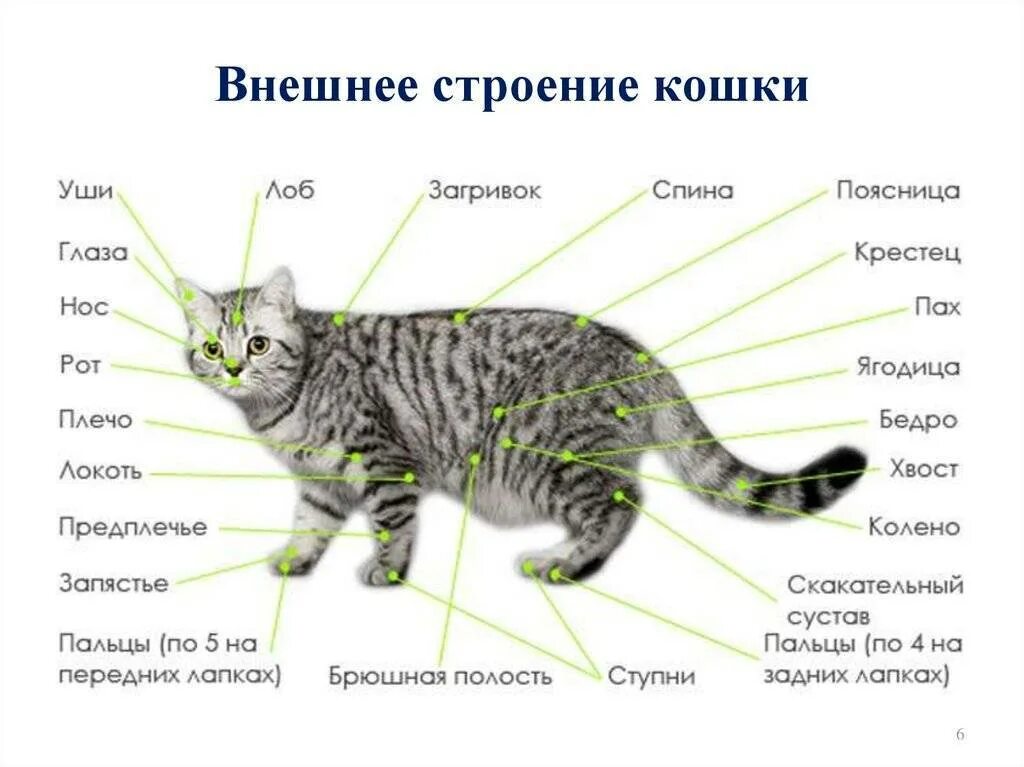 Как выглядит самка клеща. Строение членистоногих ракообразные. Внутреннее строение майского жука таблица. Есть ли что то внешнее. Наружное строение спинного мозга анатомия.