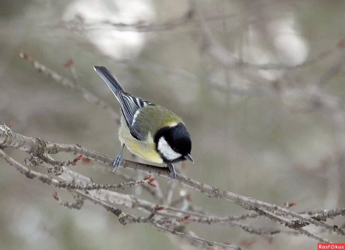 лазоревка и большая синица. синичка в профиль. синица. синица лазоревка. птица синица томск.