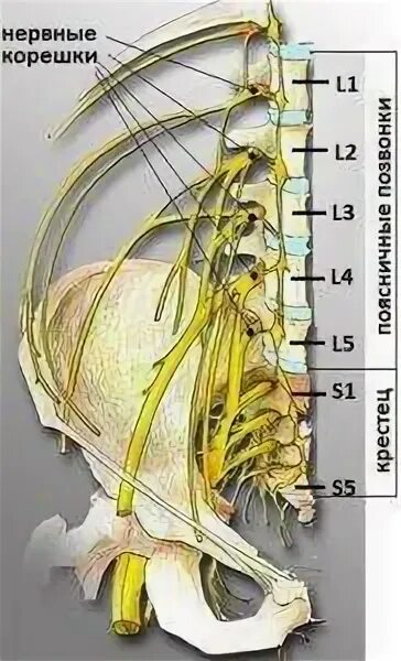 Корешки поясницы. Нерв корешок l5 s1. L4 l5 нервы. Передние корешки l4 l5.