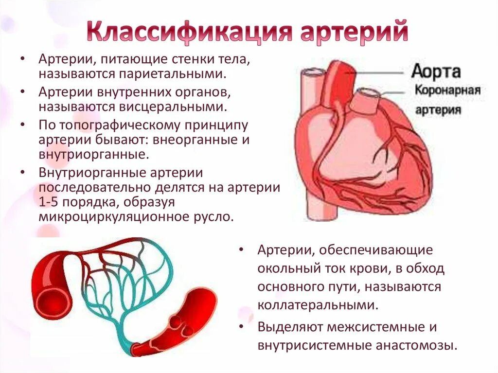 Классификация стенозов коронарных артерий. Строение и классификация стенки артерий. Анатомия коронарных артерий. Особенности строения артерии кратко. Статья артерия жизни по дну чего