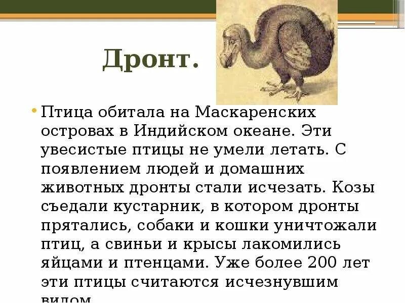 Маврикийский дронт описание. Маврикийский дронт. Маврикийский дронт. Птица додо маврикий. Маврикийский дронт описание.