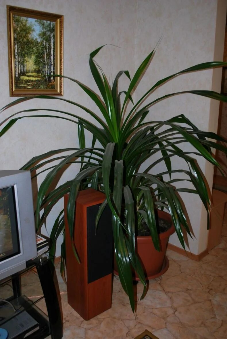 Панданус винтовая пальма. Панданус пальма панданус. Драцена панданус. Панданус сандера. Хлорофитум панданус.