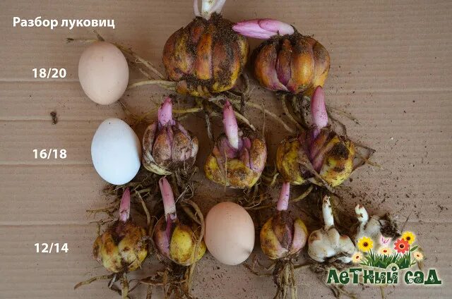 Разбор луковиц. Разбор луковиц. Размер луковицы лилии. Размер луковицы лилии. Донце луковицы гладиолусов.