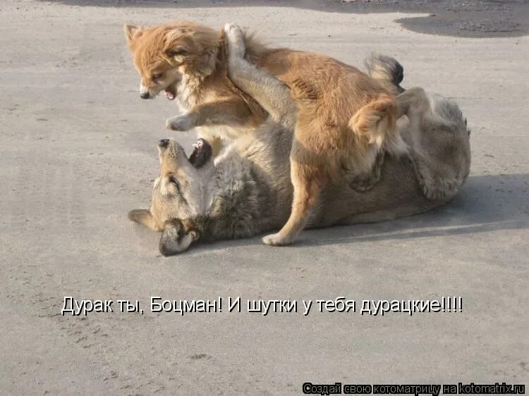 и шутки у тебя дурацкие. дурак ты боцман. анекдот про капитана. дурак ты боцман и шутки. одиноким предоставляется общежитие цитаты.