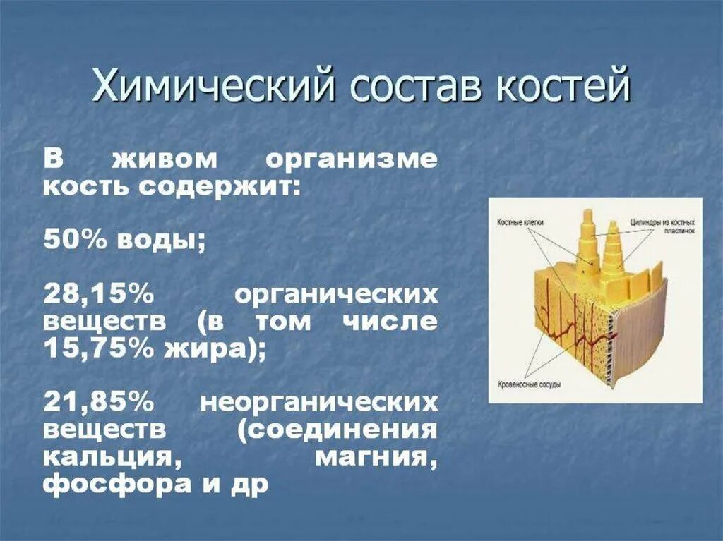 Строение химический состав костной ткани. Химический состав костей 8 класс биология. Химический состав Косте. Химический состав костей человека. Химические свойства костей человека