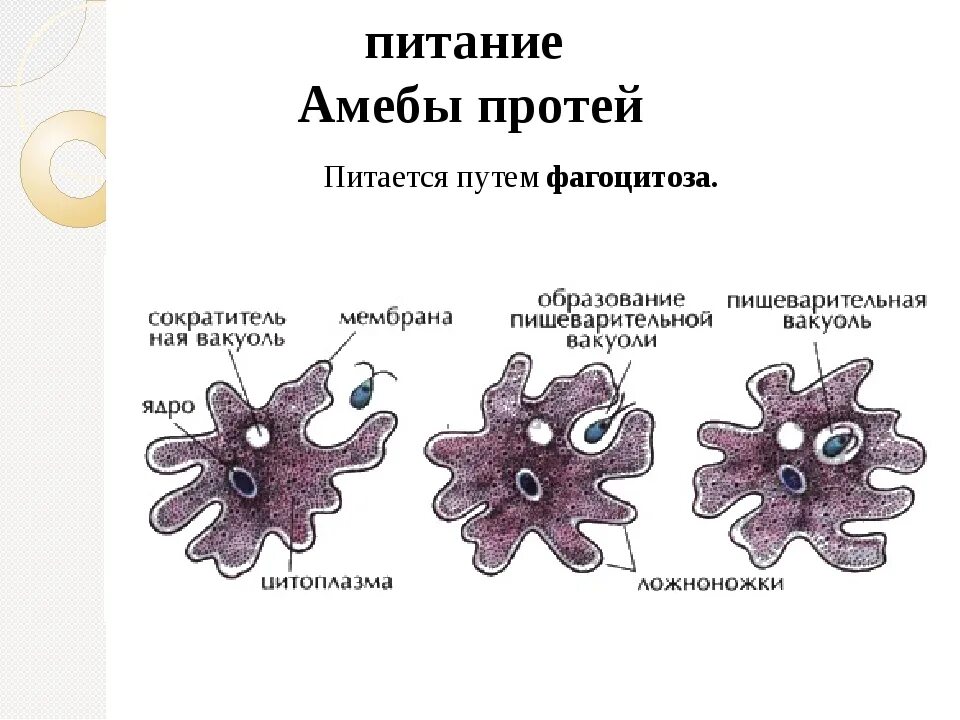 Как называется размножение амебы. Амёба обыкновенная 5 класс биология. строение амебы обыкновенной. строение амебы протей. биология амеба строение.