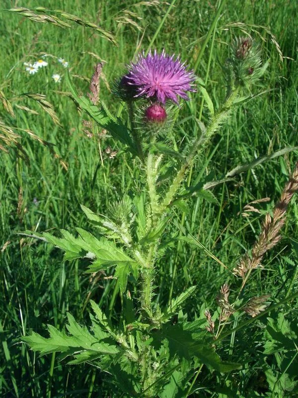 Растение сот. Осот розовый бодяк. Оса обыкновенная гнездо. Растение сот. Лотос орехоносный семена.