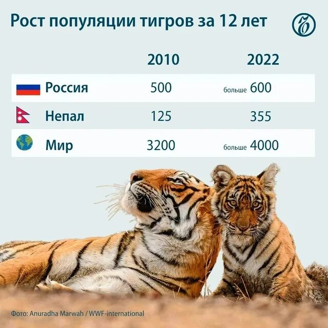 Популяция амурских тигров в мире. Популяция тигров. численность тигров. популяция амурских тигров. амурский тигр численность.